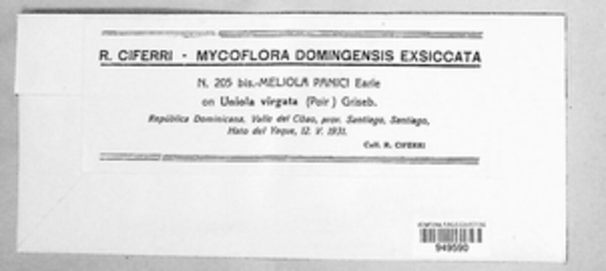 Meliola panici image